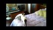 FUNNIEST CATS EVER
