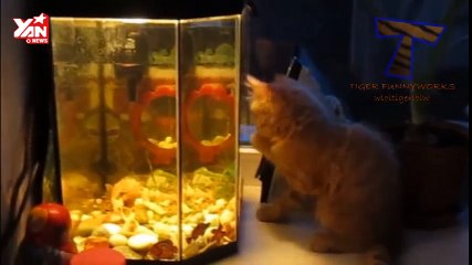 Animal Funny Moments