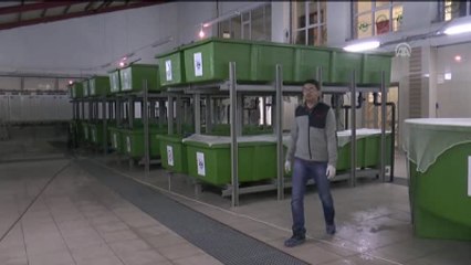 Endemik 'Abant Alası' Markalandı