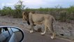 Lion teaches tourists why you should always keep your windows up on safari