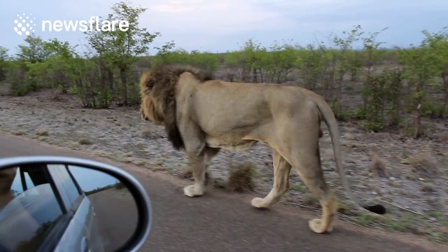 Lion teaches tourists why you should always keep your windows up on safari