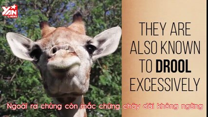 Creepy things about animal