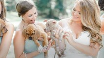 Wedding Ideas: Puppies Instead of Bouquets