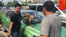 Monkey drives car: Circus monkey tries to hijack cab after getting pissed in backseat - TomoNews