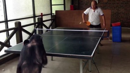 Ce chimpanzé maitrise mieux le ping-pong que certains humains !