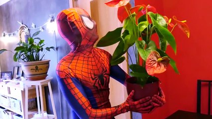 Spiderman vs Police Wanted Dead or Alive! w_ Harley Queen, Frozen Elsa & Fun Superhero In Real Life!-_2IDw1Nmr3o part 7