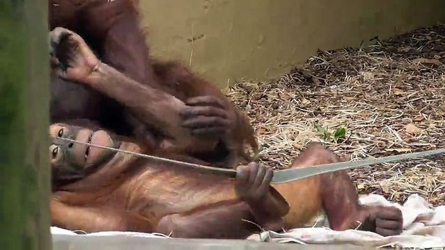 Orangutan mom playfully punches her baby's head