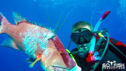 Chasse aux poissons tueurs de coraux au revolver Glock sous l'eau !