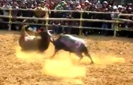 Most Amazing Buffalo Fight Part 3 - Best Animal Fighting Videos