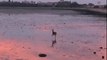 Stunning Video Shows Deer Skipping Across South of England Beach