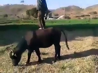 young child dance on duffalo full funn