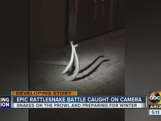 Crazy video shows rattlesnakes fight for dominance on Scottsdale patio
