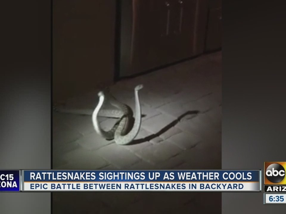 VIDEO: Rattlesnakes battle near North Scottsdale