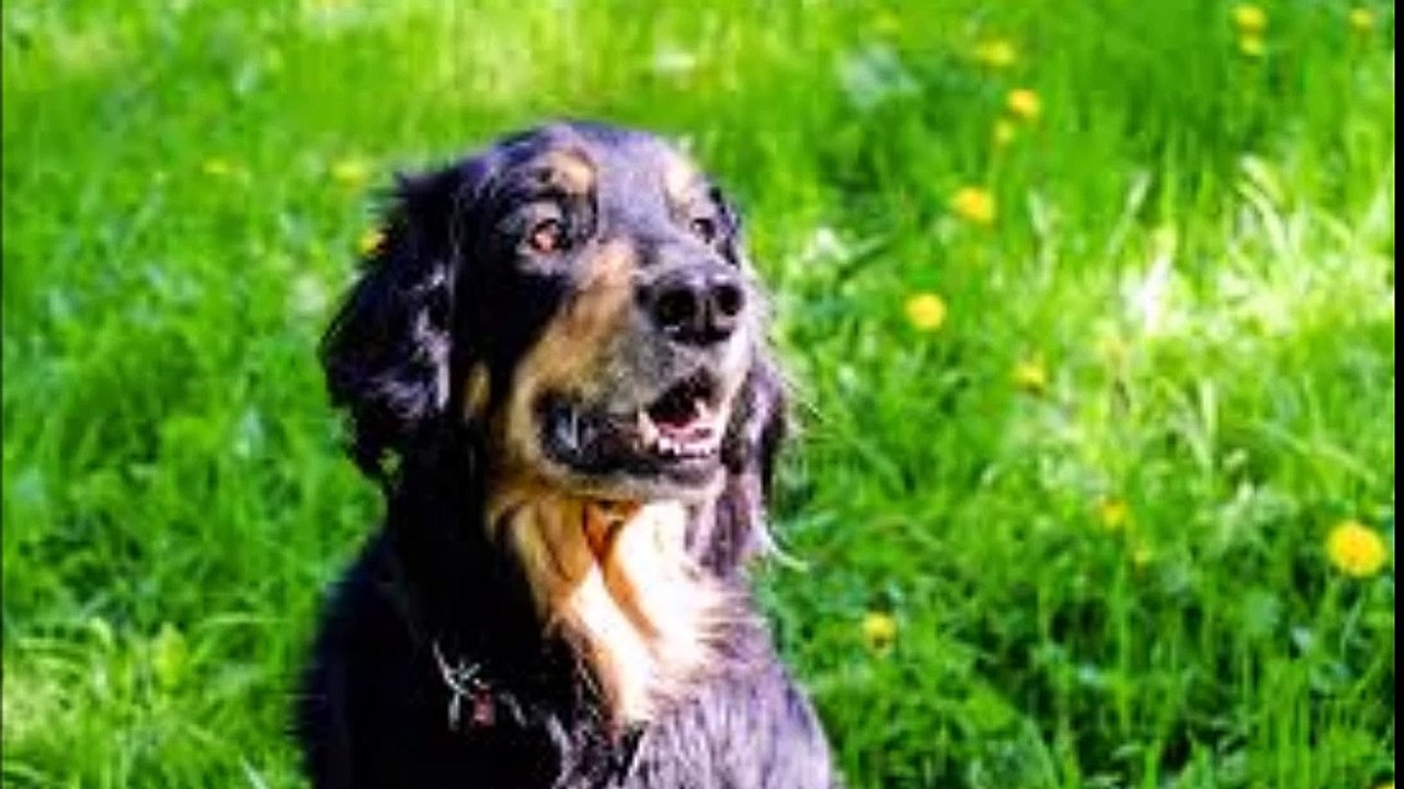ecole du chiot educ'a'dog vendée