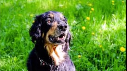 ecole du chiot educ'a'dog vendée