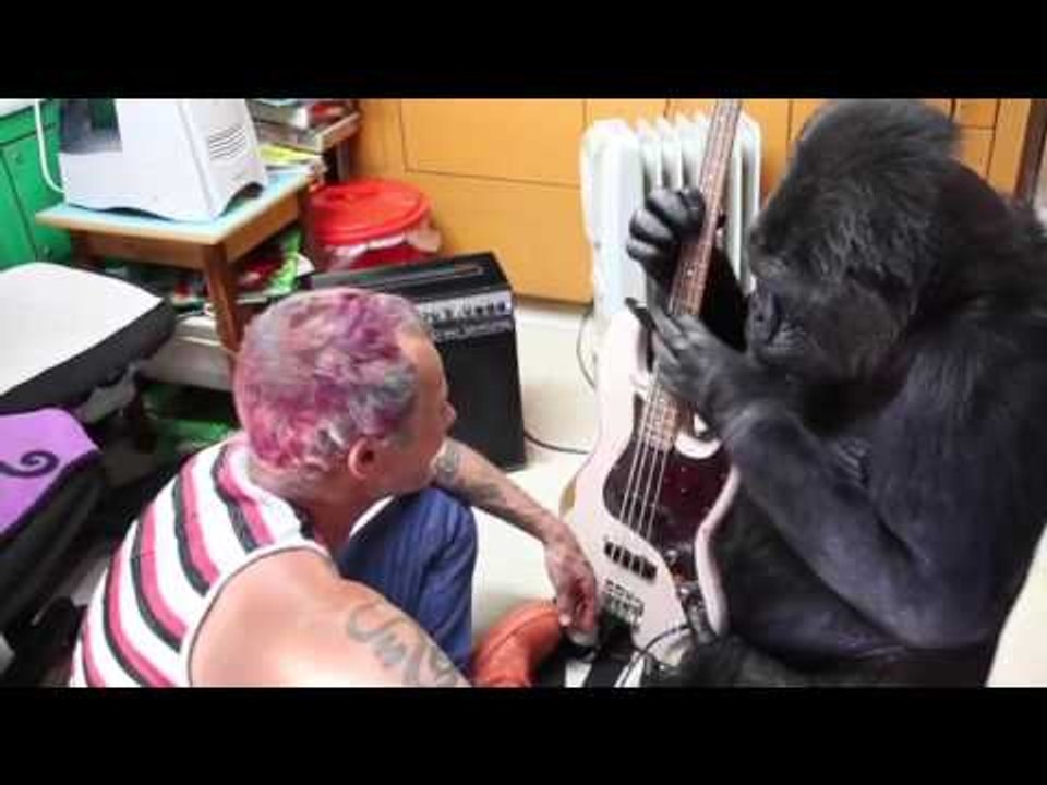 Koko the Gorilla Plays Bass Guitar With Flea From Red Hot Chilli Peppers