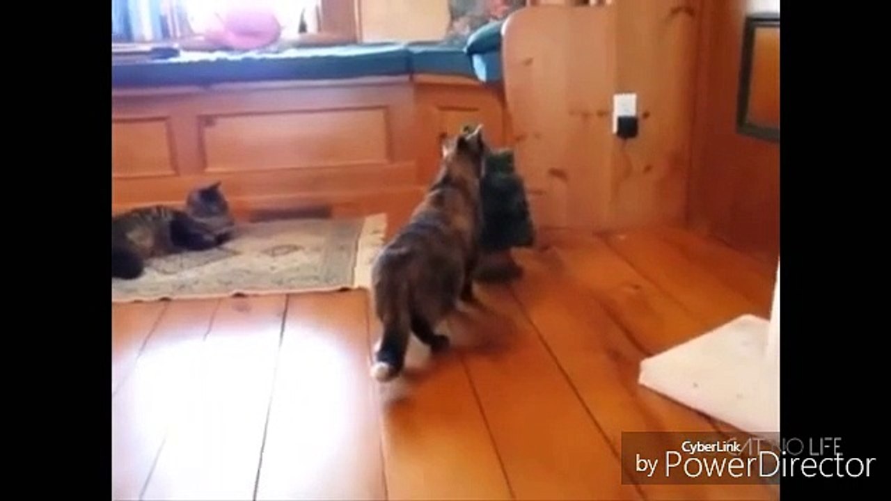 funny cats compilation