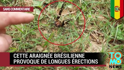 Incroyable ! Le venin de cette araignée déclenche une forte érection qui peut durer 4 heures !
