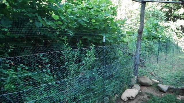 My ring-necked Pheasant Pen