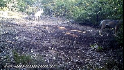 2 jeunes loups Ginasservis 83560 Var