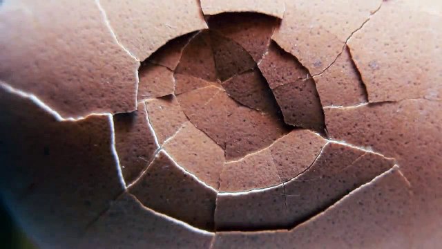 Eggs and Cholesterol: Patently False and Misleading Claims