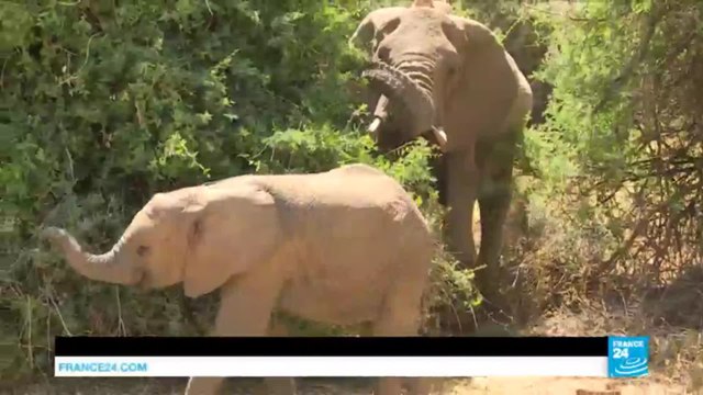 Africa: continent divided over legalization of ivory trade at International Wildlife Meeting