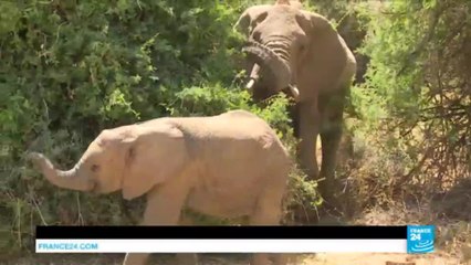 Africa: continent divided over legalization of ivory trade at International Wildlife Meeting