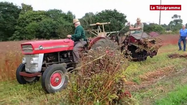 Pleumeur-Bodou (22). La Fête du blé noir