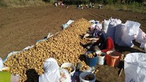 Türkiye'nin Tescilli İlk Beyaz Patatesi 1 Ekim'de Hasat Edilecek