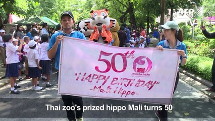 Thai zoo throws birthday party as prized hippo turns 50