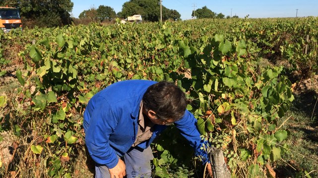 Bientôt les vendanges au domaine de la Paonnerie