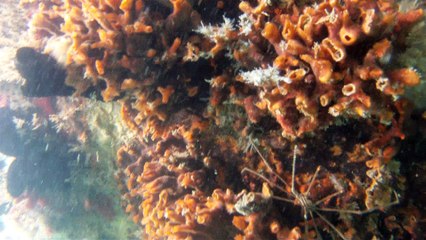 Natureza Selvagem, Marinha, Mergulhando, Ubatuba, SP, Brasil, Natureza Marinha, Fantástica, Apneia, 10 m, Setembro, primavera, 2016,(13)