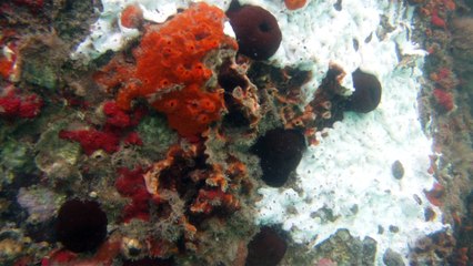 Natureza Selvagem, Marinha, Mergulhando, Ubatuba, SP, Brasil, Natureza Marinha, Fantástica, Apneia, 10 m, Setembro, primavera, 2016,(14)