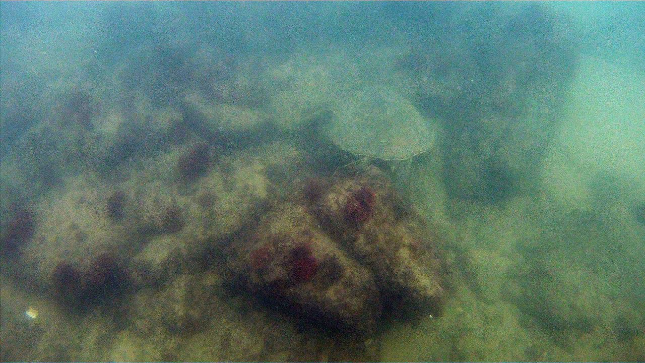 Natureza Selvagem, Marinha, Mergulhando, Ubatuba, SP, Brasil, Natureza Marinha, Fantástica, Apneia, 10 m, Setembro, primavera, 2016,(16)