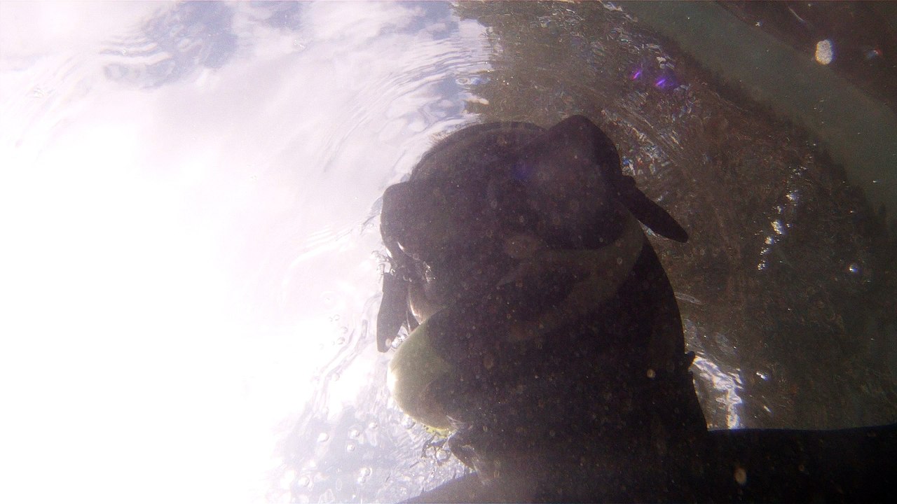 Natureza Selvagem, Marinha, Mergulhando, Ubatuba, SP, Brasil, Natureza Marinha, Fantástica, Apneia, 10 m, Setembro, primavera, 2016,(17)