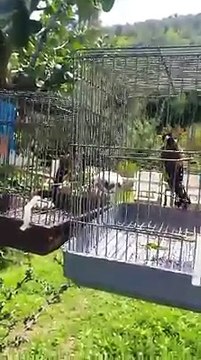 Parade nuptiale d'un magnifique Chardonneret donnez nous vos avis de : Moh Lisonsian