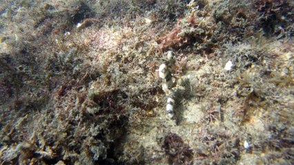 Natureza Selvagem, Marinha, Mergulhando, Ubatuba, SP, Brasil, Natureza Marinha, Fantástica, Apneia, 10 m, Setembro, primavera, 2016,(21)