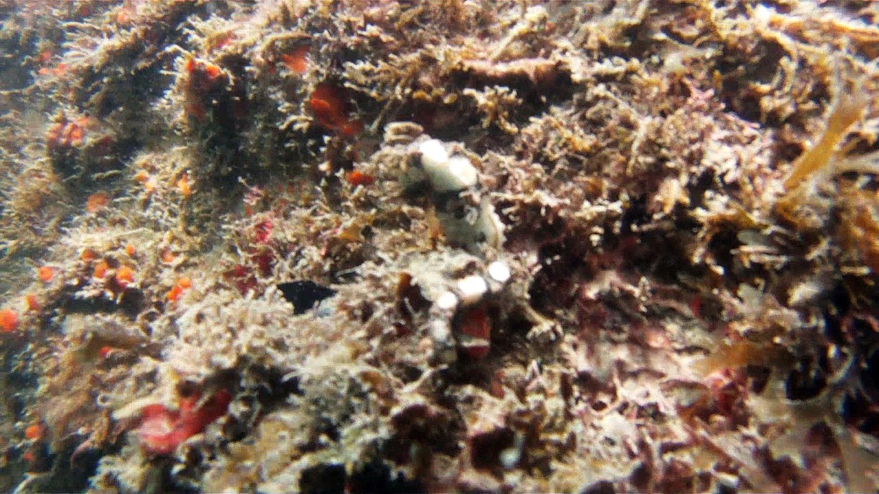 Natureza Selvagem, Marinha, Mergulhando, Ubatuba, SP, Brasil, Natureza Marinha, Fantástica, Apneia, 10 m, Setembro, primavera, 2016,(26)