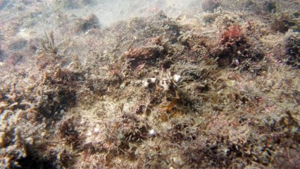 Natureza Selvagem, Marinha, Mergulhando, Ubatuba, SP, Brasil, Natureza Marinha, Fantástica, Apneia, 10 m, Setembro, primavera, 2016,(23)