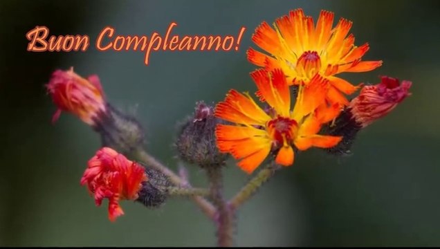 Tanti Auguri di Buon Compleanno!