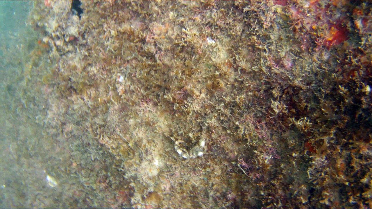 Natureza Selvagem, Marinha, Mergulhando, Ubatuba, SP, Brasil, Natureza Marinha, Fantástica, Apneia, 10 m, Setembro, primavera, 2016,(25)