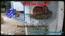 Rabbit Husbandry - Installing a Dropdown Nest Box on a Rabbit Cage.mp4