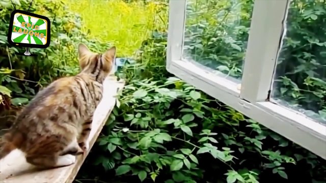 CAT FAILS Cat Fails January 2016 (HD) [Epic Laughs]