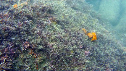 Natureza Selvagem, Marinha, Mergulhando, Ubatuba, SP, Brasil, Natureza Marinha, Fantástica, Apneia, 10 m, Setembro, primavera, 2016,(35)