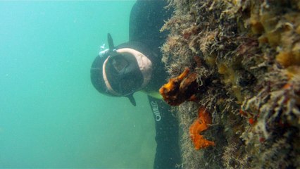 Natureza Selvagem, Marinha, Mergulhando, Ubatuba, SP, Brasil, Natureza Marinha, Fantástica, Apneia, 10 m, Setembro, primavera, 2016,(39)