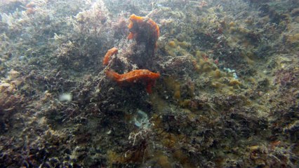 Natureza Selvagem, Marinha, Mergulhando, Ubatuba, SP, Brasil, Natureza Marinha, Fantástica, Apneia, 10 m, Setembro, primavera, 2016,(40)