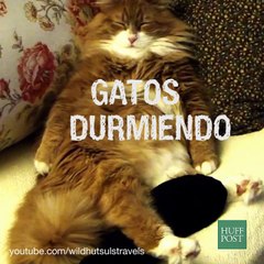 Gatos durmiendo como humanos