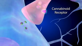 How the Brain works, and responds to Marijuana (THC)