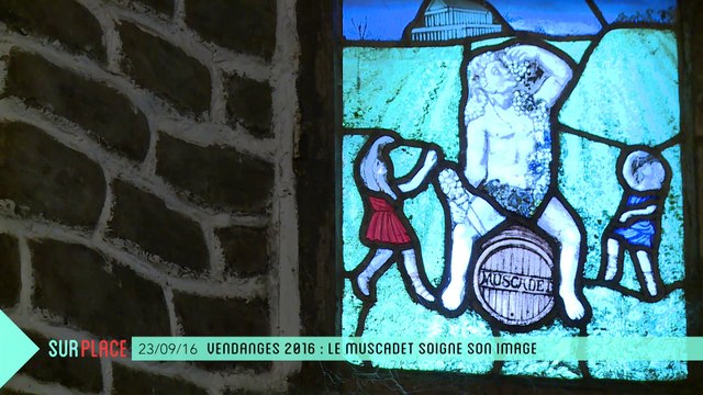 Sur Place aux vendanges (2/2) : le Muscadet soigne son image