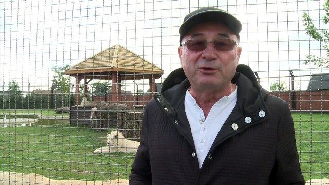 Leões e tigres brancos em zoológico na Polônia